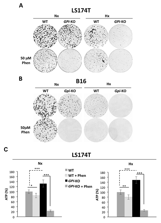 GPI disruption sensitizes tumor cells to phenformin both in normoxia and in hypoxia by decreasing cellular ATP levels.