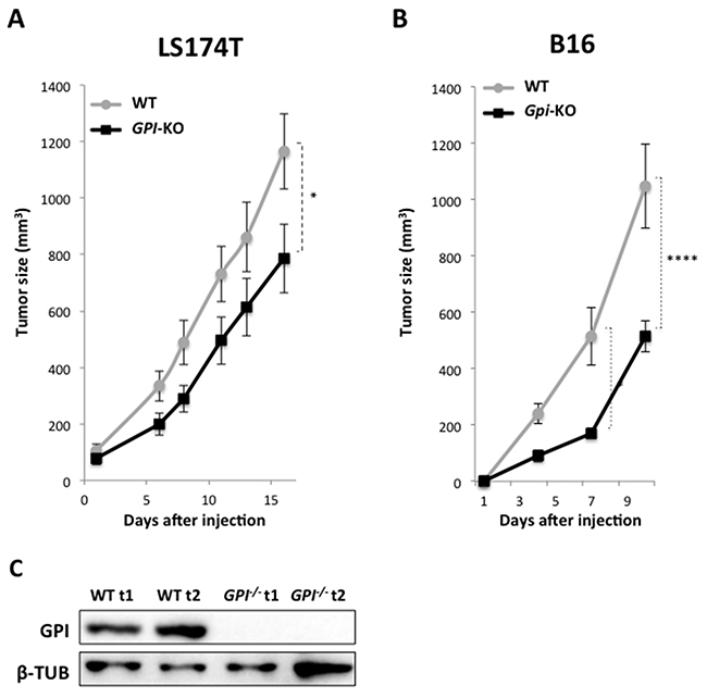 Xenograft tumor growth is minimally impacted by GPI-KO in both LS174T and B16 cancer cell lines.