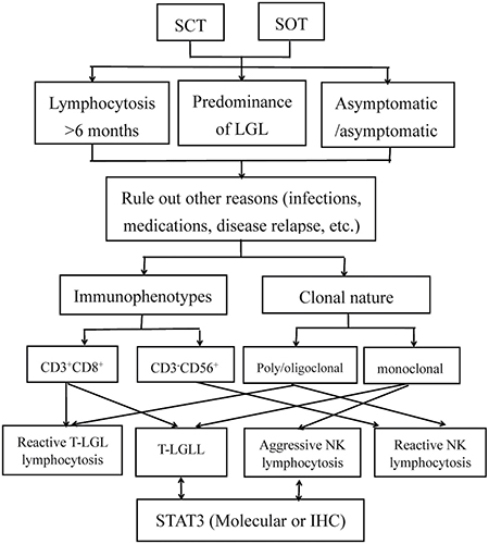 Diagnostic algorithm for the differential diagnosis of LGL lymphocytosis after transplantation.