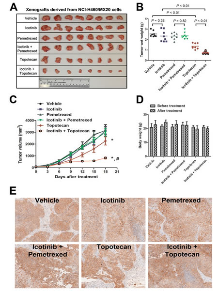 Fig. 5: Therapeutic effect of Icotinib combined with pemetrexed or topotecan in a xenograft model of NCI-H460/MX20 cells in athymic nude mice.