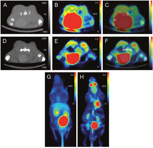 Image example: comparison of [68Ga]Pentixafor and [18F]FDG PET/CT in subcutaneous tumors (PC-3 cell line implanted in both flanks of a NMRI (nu/nu) mouse).