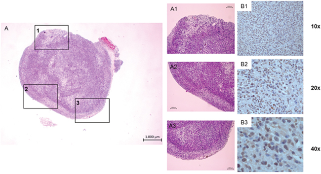 Image example of ex vivo tumor staining of a subcutaneous PC-3 tumor.