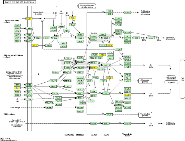 Example pathway: the MAPK signalling pathway.
