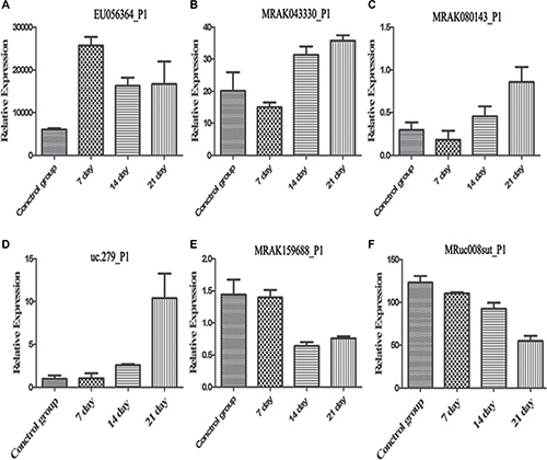 Quantitative real-time PCR was performed using hippocampus tissue samples.