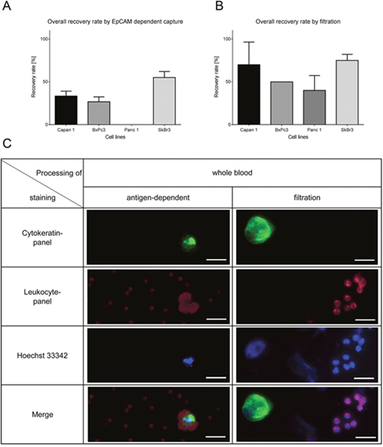 Recovery rates by filtration and EpCAM-dependent isolation method of spiked cells in whole blood (10 cells of each cell line in triplicates).