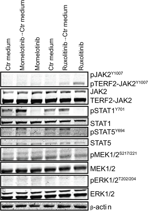 Accumulation of pJAK2Y1007 results in a rebound effect of JAK2.