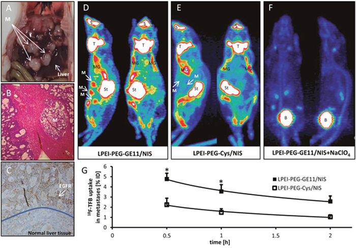 PET imaging studies after systemic NIS gene transfer in vivo.