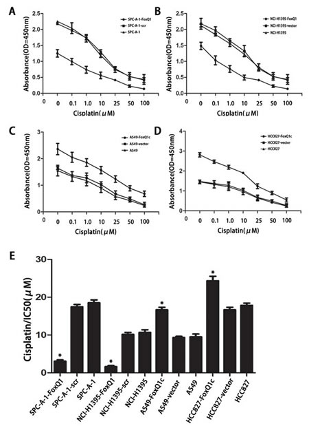 FoxQ1 overexpression confers resistance to chemotherapy-induced apoptosis.