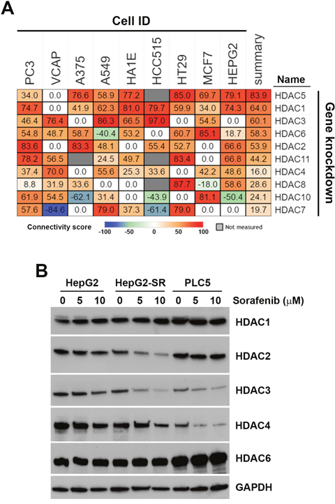 Connectivity analysis of sorafenib with each histone deacetylase (HDAC) isoform.