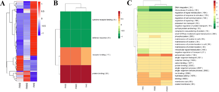 Hierarchical clustering analysis of differentially expressed lncRNAs in mouse uterus during the implantation window.