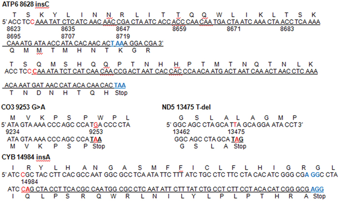 Four protein truncating mutations in mtDNA.