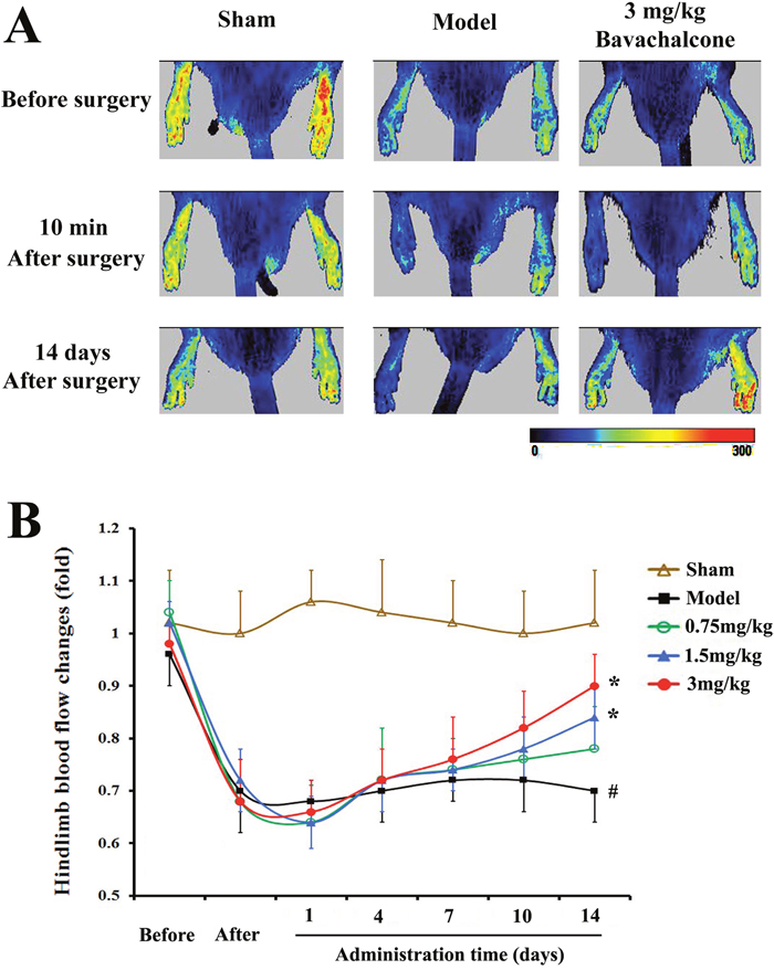 BavaC promotes blood flow restoration in the ischemic hindlimbs of the rats.