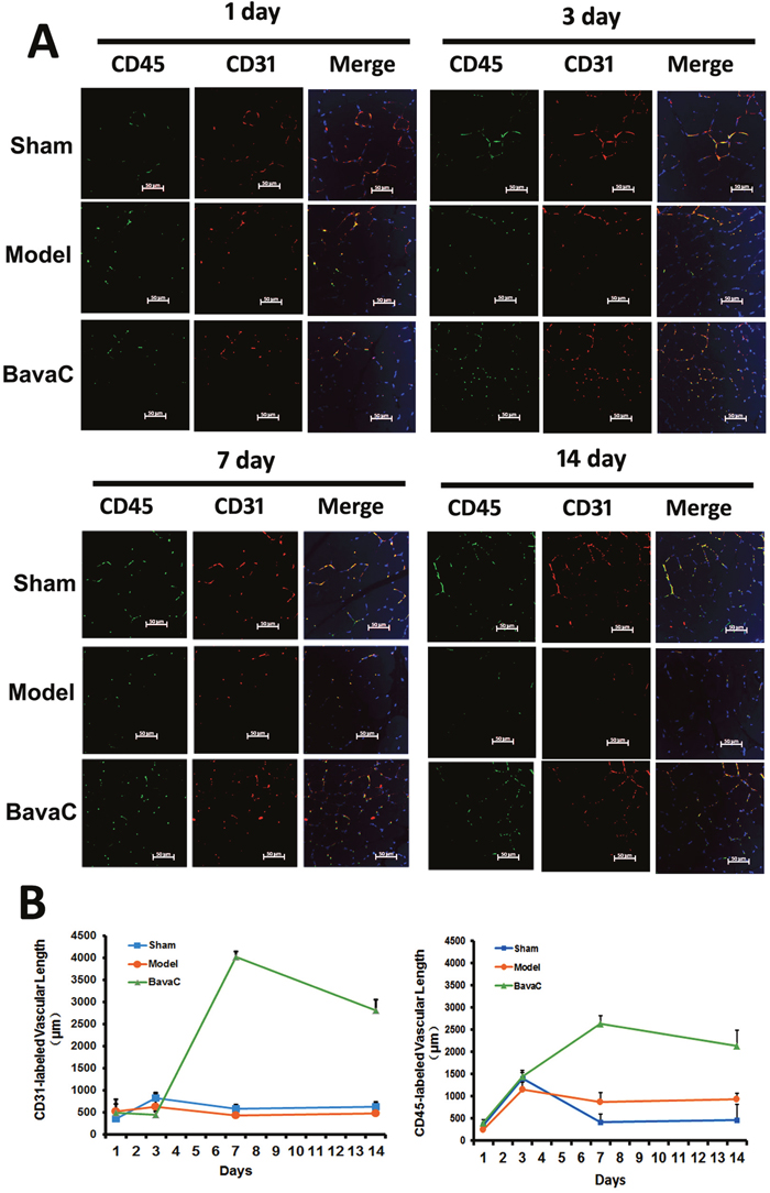 BavaC stimulates the neovascularization of capillaries derived from EPCs in ischemic muscles.