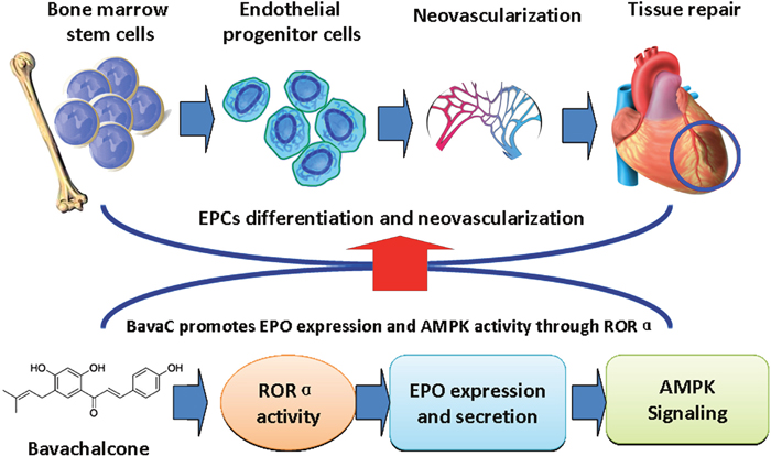 Schematic model demonstrating that BavaC promotes the differentiation of bone marrow cells into endothelial progenitor cells via the ROR-EPO-AMPK pathway.