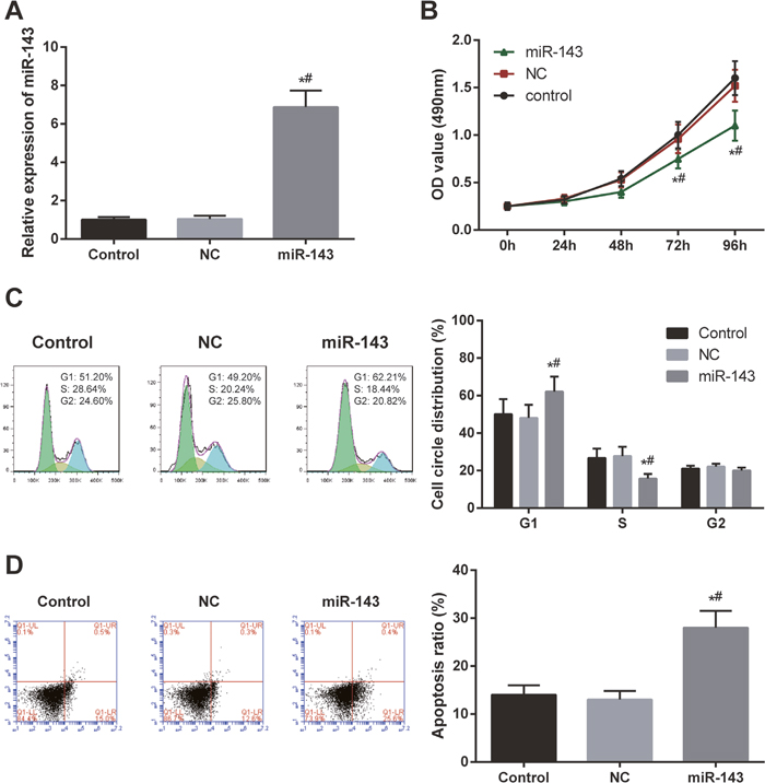 Overexpression of miR-143 inhibited cell proliferation and induced apoptosis of the cells.
