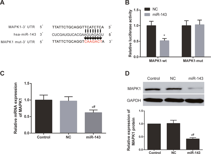 MiR-143 directly targeted and regulated MAPK1 in EC cells.