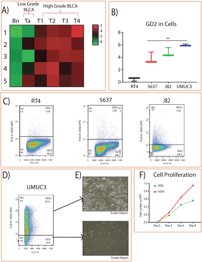 GD2 expression in BLCA.