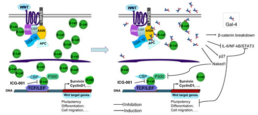 Model for Gal-4 effects on canonical Wnt signalling.