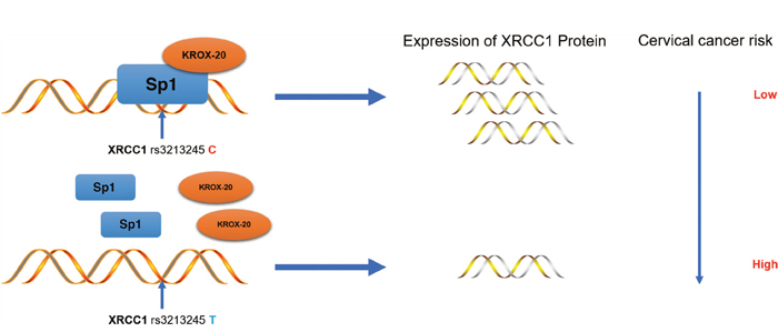 Schematic model of the regulations among rs3213245 and XRCC1 involved in cervical cancer development.