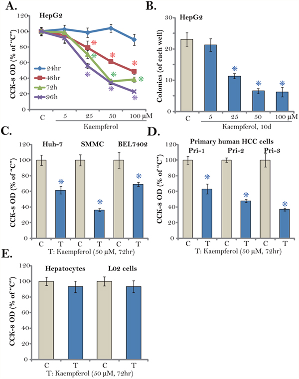 Kaempferol inhibits HCC cell survival.