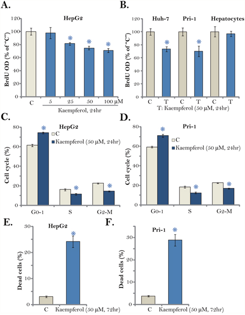 Kaempferol inhibits HCC cell proliferation.