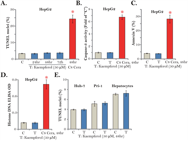 Kaempferol fails to induce HCC cell apoptosis.