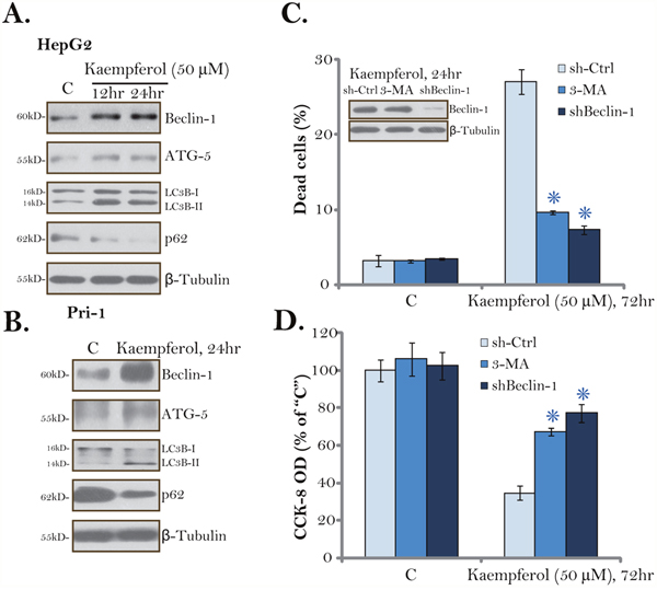 Kaempferol induces autophagy activation in HCC cells.