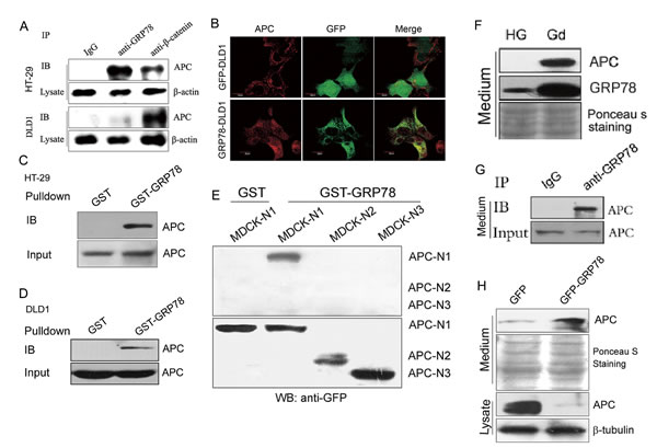 GRP78 induces APC downregulation via promotion of APC secretion.