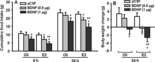 Cyclic E2 replacement enhances the anorectic effect of BDNF in OVX rats.