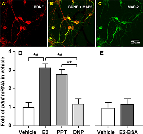 Bdnf gene expression is stimulated by E2 or an ERa, but not an ERb, agonist in cultured embryonic brainstem cells.