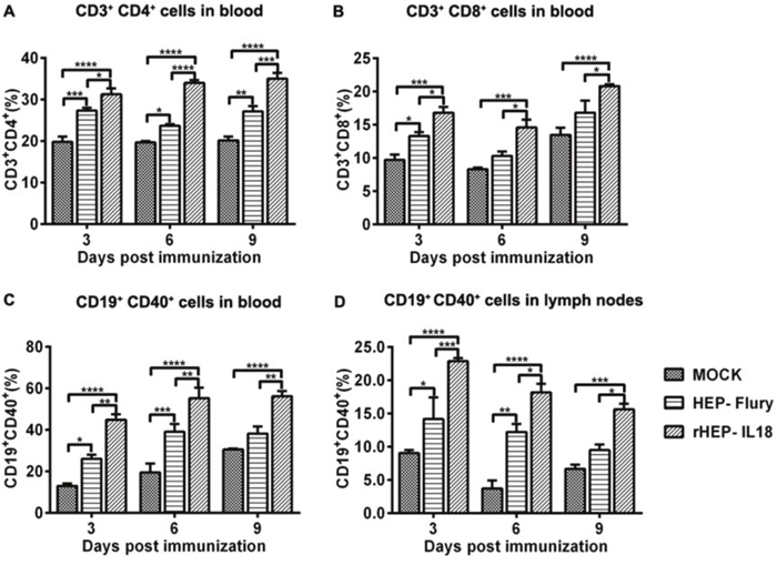 Recruitment and/or activation of T and B cells in blood and lymph nodes after rHEP-IL18 infection.