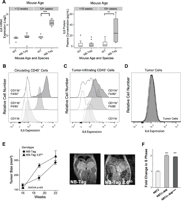 Macrophage-induced NBL proliferation is unaffected by absence of IL-6.