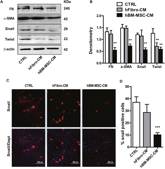 hBM-MSC-CM decreases EMT traits of SCCs.