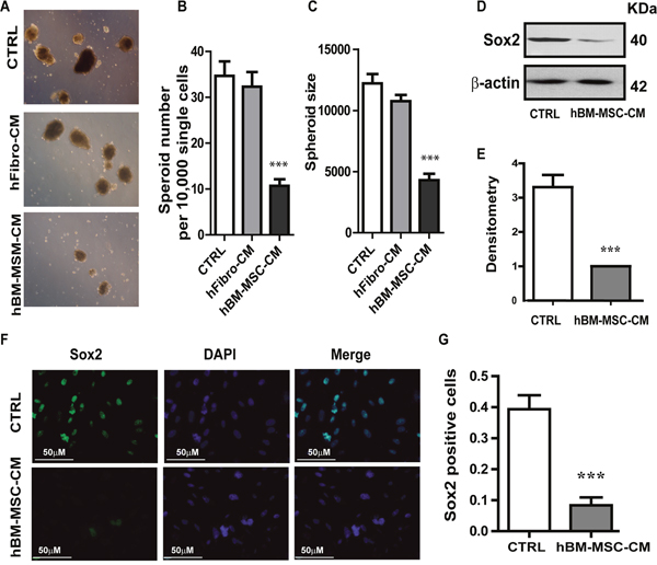 hBM-MSC-CM decreases SOX2 expression and tumor spheres formation.