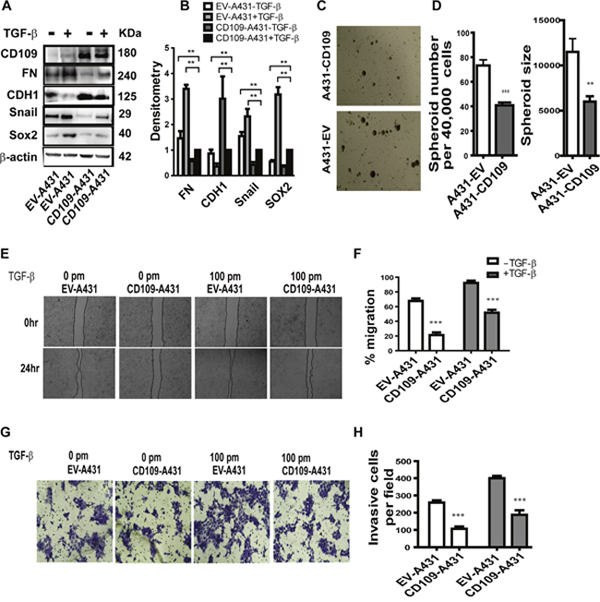 The effect of the overexpression of CD109 on A431 cells.