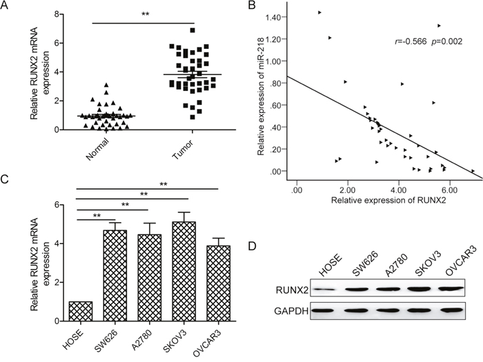 RUNX2 expressionis upregulated and inversely correlated with miR-218 expression in ovarian cancer tissues.