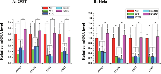 Relative mRNA expression of four proteins of interest in APC/CCDC20 mutant pathway in HeLa and 293T cells.