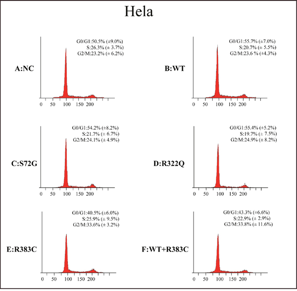 Flow cytometric analysis of HeLa cells transfected with the CDC20 mutant.