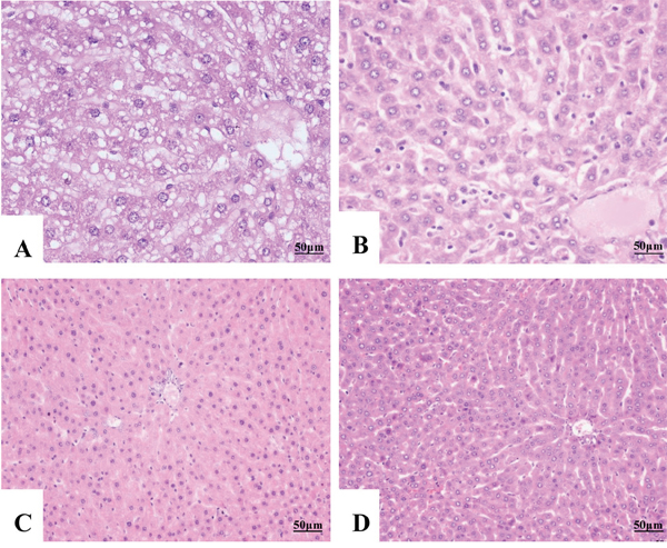 Histopathological changes of liver tissue (H&E staining, &times;400).