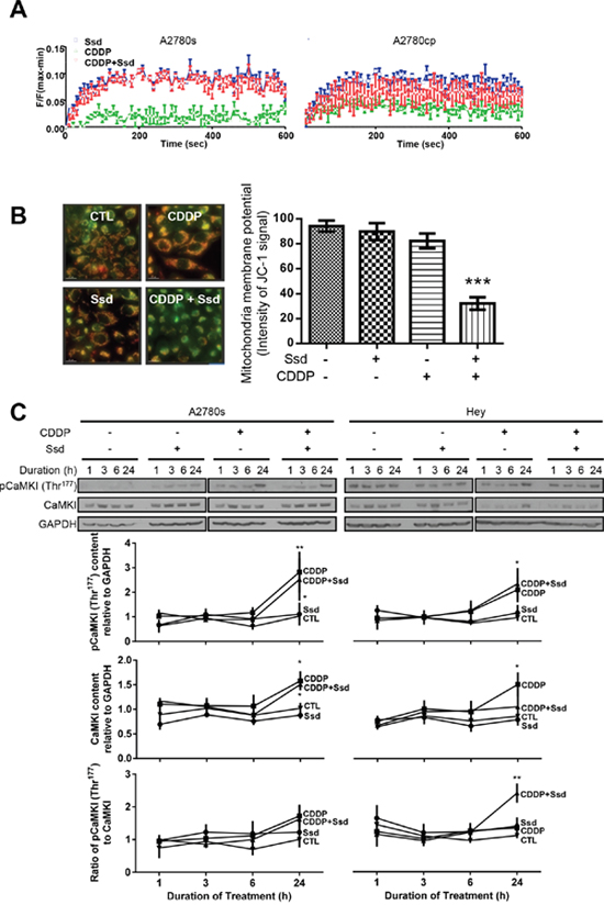 Ssd-increased [Ca2+]c and subsequent MMP loss and activation of CaMKI in chemoresistant OVCA cells.