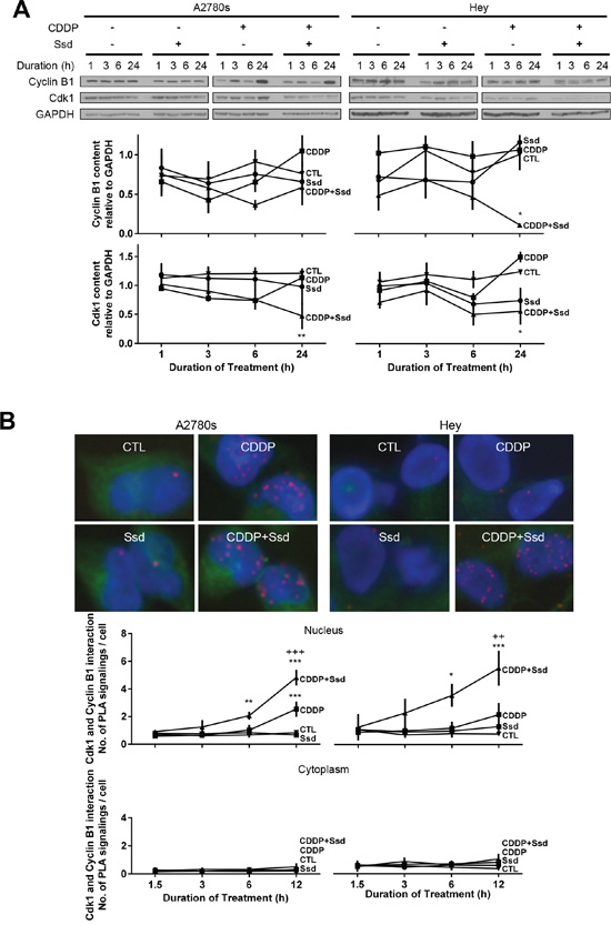 Ssd, in combination with CDDP, decreases mitosis and increases subsequent apoptosis via inhibition of Cdk1 and Cyclin B1 complex in OVCA cells.