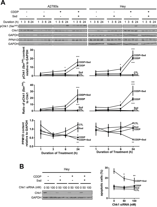 CDDP with Ssd-induced phosphorylation of Ser345-Chk1 via decrease of PPM1D, leading to G2/M arrest.