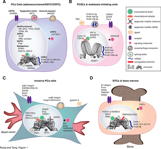 Novel molecular determinants confer specific phenotypes in PCa cells conducive to metastasis.