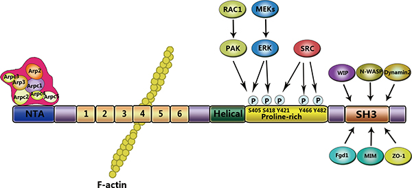 Structural domains of cortactin.