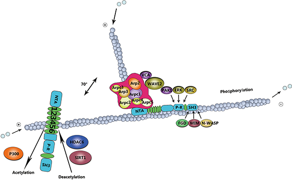 Mechanism of cortactin post-translation modifications in cell migration.