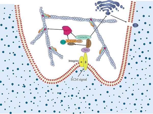 The role of cortactin in invadopodia formation and extracellular matrix degradation.