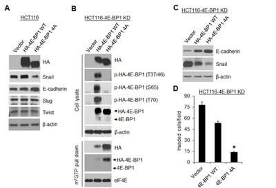 A dominant active 4E-BP1 mutant profoundly inhibits Snail expression and cell invasion.