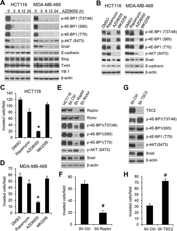 mTORC1 plays a critical role in the regulation of Snail expression and cancer cell motility.