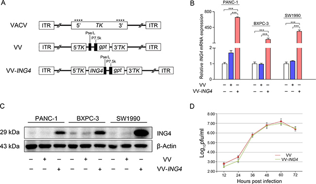 Characterization of VV-ING4.