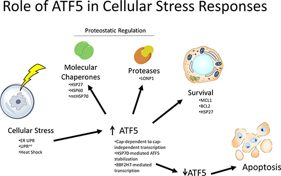 Role of ATF5 in cellular stress responses.